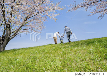 桜の咲く公園で遊ぶ3人家族の後ろ姿 24895181