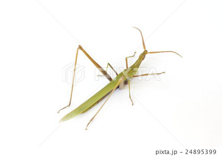 ショウリョウバッタ（精霊蝗虫）の雄　後方俯瞰　精霊流しの頃に現れるのが語源の昆虫 24895399