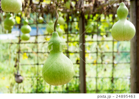 ヒョウタン ヒョウタン 24895463