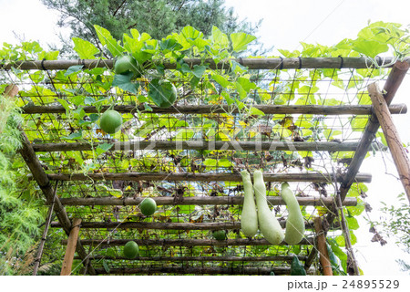 棚栽培 24895529