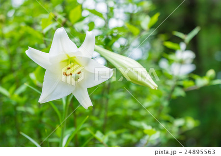 龍潭寺に咲くユリの花 24895563