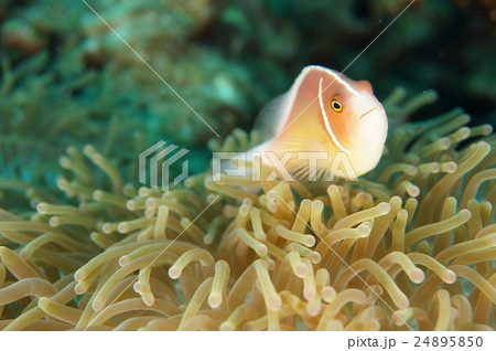 セジロクマノミ 24895850