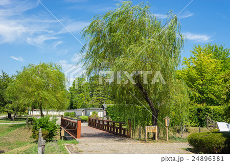 駿府城公園　銀座の柳二世 24896381