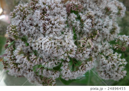 フジバカマ　花 24896455
