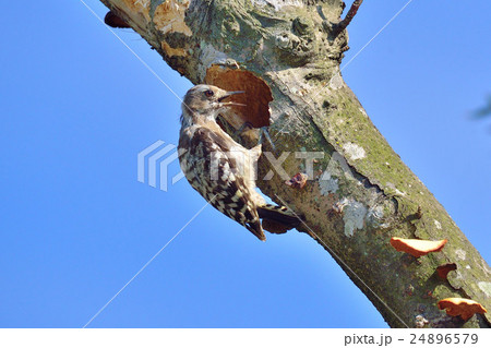 コゲラ 24896579