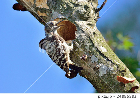 コゲラ コゲラ 24896583