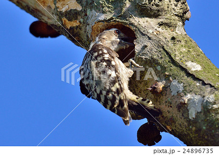 コゲラ コゲラ 24896735