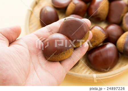 栗　イエローバック 24897226