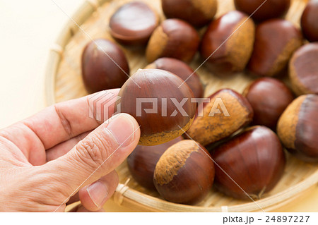 栗　イエローバック 24897227