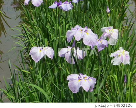 花菖蒲 24902126