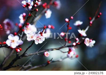 年賀　梅の紅冬至 24902176