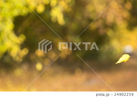 Yellow autumn leaf falling 24902259