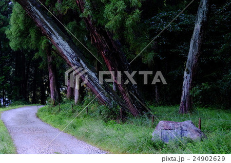 山辺の道の大杉(奈良県桜井市) 山辺の道の大杉(奈良県桜井市) 24902629