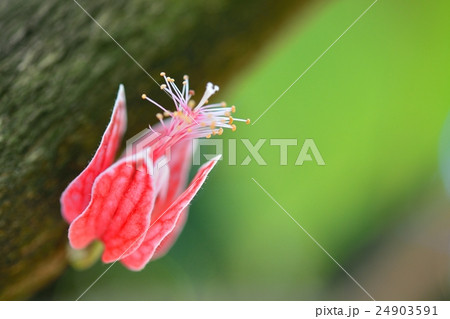 ゴエテア・ストリクティフローラ ゴエテア・ストリクティフローラ 24903591