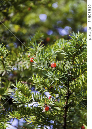 オンコの赤い実 24903910