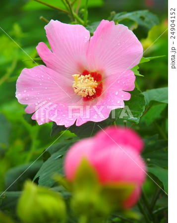 雨上がりの芙蓉の花 雨上がりの芙蓉の花 24904152