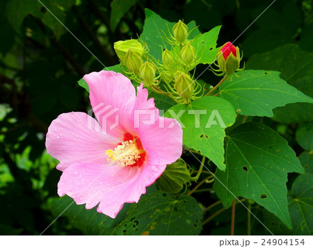 雨上がりの芙蓉の花 24904154