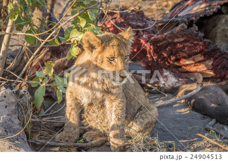 Lion cub at a Buffalo kill. Lion cub at a Buffalo kill. 24904513
