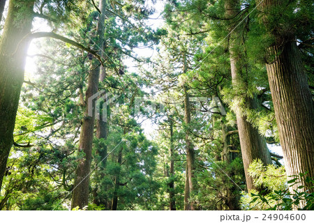 杉並木 杉並木 24904600