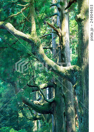 杉並木 24904603