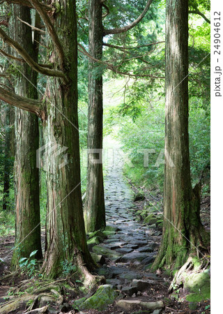 箱根旧街道石畳 24904612