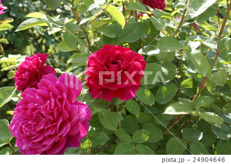 赤い薔薇 24904646