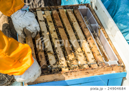 ミツバチ　養蜂家　 24904684