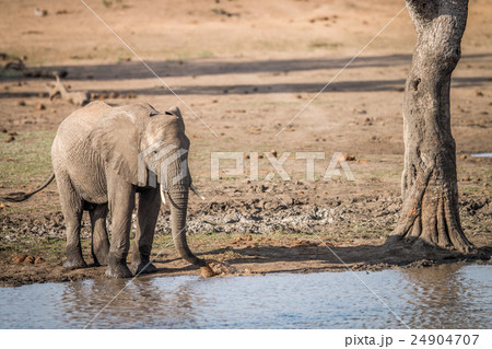 A drinking Elephant in the Kruger. A drinking Elephant in the Kruger. 24904707
