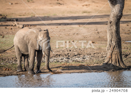 A drinking Elephant in the Kruger. 24904708