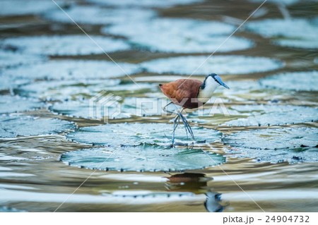African Jacana on the water in the Kruger. 24904732