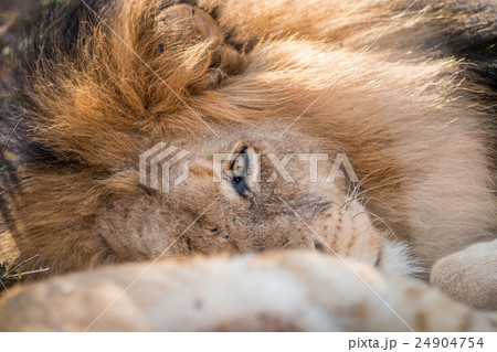 Sleeping Lion in the Kruger. Sleeping Lion in the Kruger. 24904754