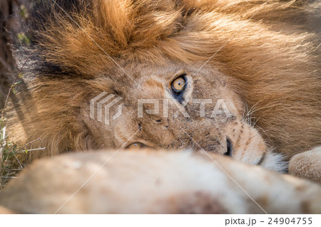 Sleeping Lion in the Kruger. Sleeping Lion in the Kruger. 24904755