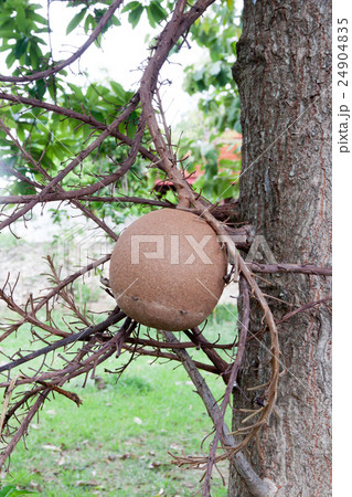 Couroupita guianensis or Cannonball Tree 24904835