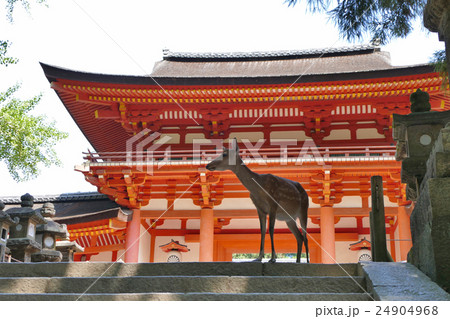 【春日大社と鹿】 奈良県奈良市春日野町 【春日大社と鹿】 奈良県奈良市春日野町 24904968