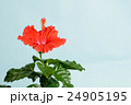 ハイビスカス 24905195
