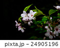 山桜 24905196