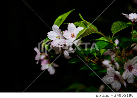 山桜 24905196