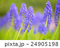 ムスカリ 24905198