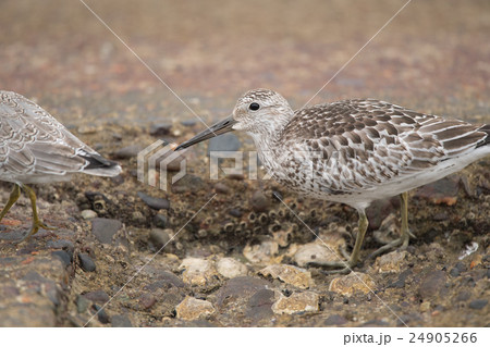 渡り鳥・オバシギ 渡り鳥・オバシギ 24905266