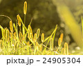 エノコログサ 24905304