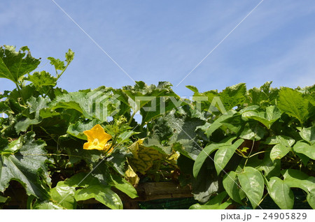 Dutch eggplant flower in park 24905829