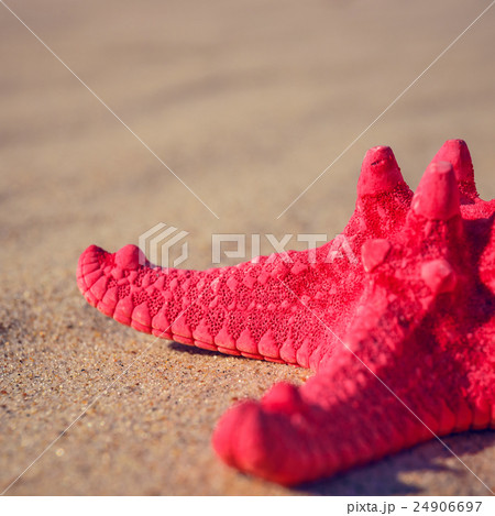 sea shells with yellow sand and sea as background 24906697