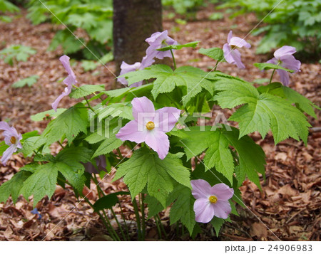 シラネアオイの花（群馬県） 24906983