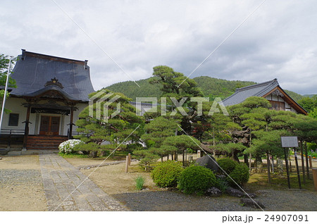 信州 伊那高遠の寺院 満光寺 極楽の松 武田信玄の弟が手植えしたと伝わる黒松の木 信州 伊那高遠の寺院 満光寺 極楽の松 武田信玄の弟が手植えしたと伝わる黒松の木 24907091