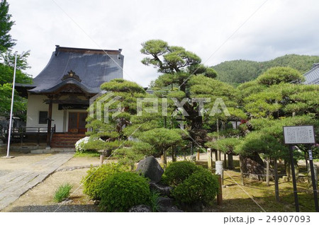 信州 伊那高遠の寺院 満光寺 極楽の松 武田信玄の弟が手植えしたと伝わる黒松の木 信州 伊那高遠の寺院 満光寺 極楽の松 武田信玄の弟が手植えしたと伝わる黒松の木 24907093