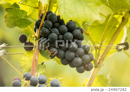 Blue ripe tasty grapes (Vitis vinifera) 24907282