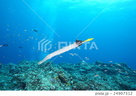 青い海とヘラヤガラ 青い海とヘラヤガラ 24907312