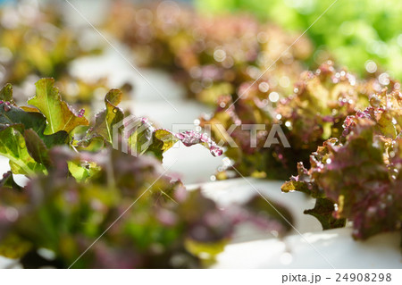 Water drop on hydroponics vegetable 24908298