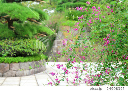 花畑記念庭園の萩 9月 東京都足立区の写真素材
