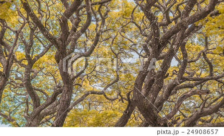 Autumn season, Yellow Leaf Autumn season, Yellow Leaf 24908657